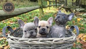We want to help those people who are interested in all aspects of. First Class Frenchies French Bulldogs For Sale In Ohio