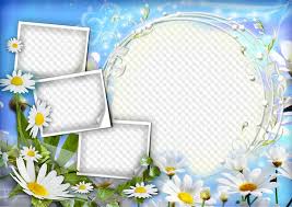 beautiful daisies free psd png frame