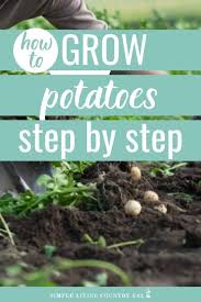 how to grow potatoes for beginners