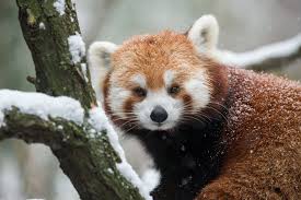 facts about red pandas live science