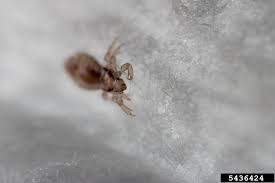 head lice home garden information