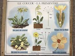 Details About Rare Vintage French School Chart Poster Flower Botanical Birds Wall Art