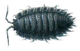 woodlice are crustaceans breathing by gills