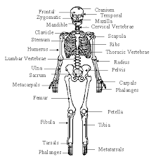 Skeletal System Labeled Diagrams Human Skeleton The