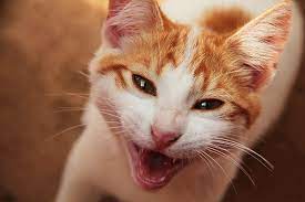 mouth inflammation and ulcers in cats