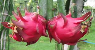 The fruit is an oval with an average diameter ranging from 10 to 12 centimeters. Want To Grow This Delicious Mysterious Fruit In Pot Its Dragon Fruit Plant Talk Nurserylive Wikipedia