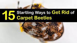 getting rid of carpet beetles hands