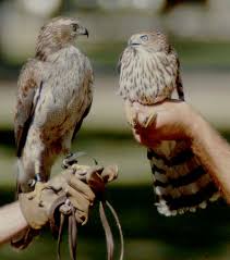 The juveniles of both species do not show significant. Accipiter Identification