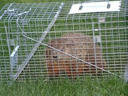 How to trap a groundhog lethally. Groundhog Wars Veggie Gardening Tips