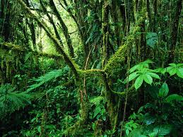 Find the perfect tropical rainforest stock photos and editorial news pictures from. 73 Rain Forest Background On Wallpapersafari