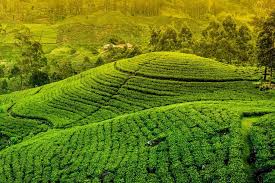 7 Best Places for Tea Plantation Trails in India | Trawell Blog