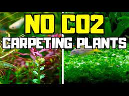 carpeting plants that dont need co2