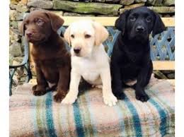 Get you puppy only from labrador breeders that will guarantee the health of their lab puppies. Chocolate Yellow Lab Puppies Akc Text 385 209 1468 Las Vegas Nv Free Classifieds In Usa