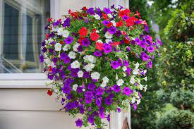 petunias how to plant grow and care