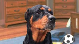 rottweiler guide learn about their