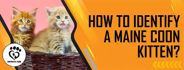 how to identify a maine kitten