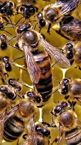 queen bee bees honeycomb queen