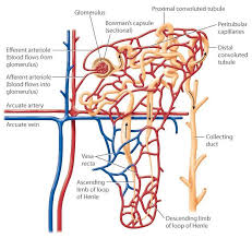 A Diagram Of The Structure Of A Nephron The Efferent