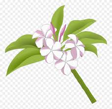 If you like, you can download pictures in icon format or directly in. Plumeria Clipart Bunga Kamboja Vector Png Download 5701187 Pinclipart