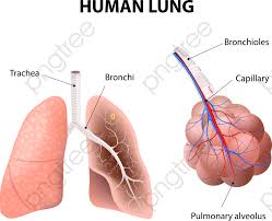 Transparent Vector Lungs And Chart Png Format Image With