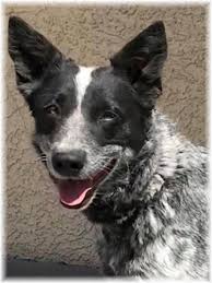 Funny australian shepherd dogs, funny puppy videos, funny dog, cute australian shepherd, and many more aussie puppies in this dog's video. Australian Cattle Dog Adoption Near Me