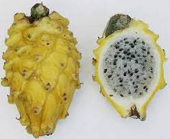 These fruits grow on hylocereus cacti and, with some tender loving care, you can plant and cultivate them at home. Pitaya Dragon Fruit Hylocereus Undatus