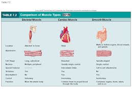 Co 7 Table 7 2 Table 7 2 Comparison Of Muscle Types Smooth