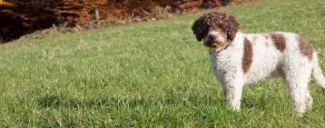 Join millions of people using oodle to find puppies for adoption, dog and puppy listings, and other pets adoption. Lagotto Romagnolo Dog Breed Facts And Information Wag Dog Walking