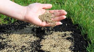 first gr seed or fertilizer