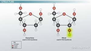 deoxyribose sugar definition