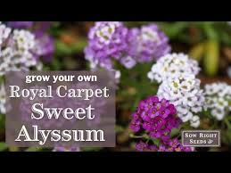 royal carpet sweet alyssum from seed