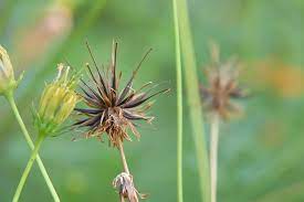 How To Harvest And Save Cosmos Seed