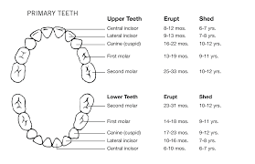 Baby Eruption Teeth Chart Templates At