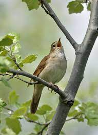 Singing Nightingale | Wild birds, Animals beautiful, Beautiful birds