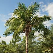 the man dwarf coconut palm small
