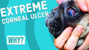 extreme corneal ulcer in dog you