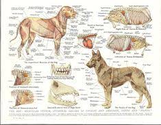 31 Best Beagle Images Beagle Dogs Dog Anatomy
