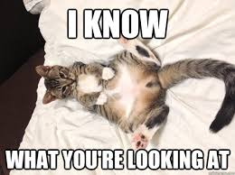 Unimpressed Cat memes | quickmeme via Relatably.com