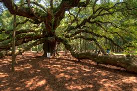 how to see the angel oak tree in