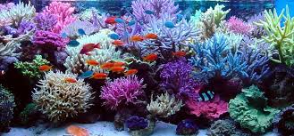 what-makes-corals-grow-faster