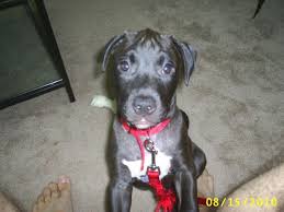 Get this free breed specific training course to have a happy & healthy dog at home. Are American Staffordshire Terrier Lab Mixes Good Pets Pethelpful By Fellow Animal Lovers And Experts