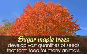 sugar maple tree facts gardenerdy