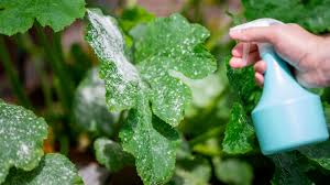 eliminate mildew on hydroponic plants