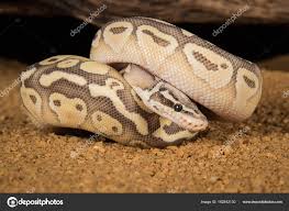 morph of a royal python stock photo by