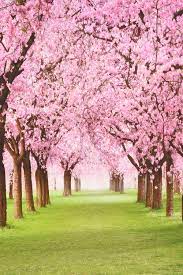 プリスタに新しい背景が登場！！満開の桜をバックに写真が撮れちゃいます！ – SKキッズガーデン