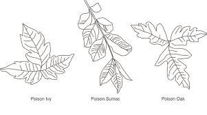 poison ivy poison oak and poison