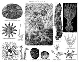 Echinoderm Wikipedia