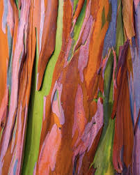 this rainbow eucalyptus wood looks like