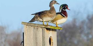 If you want to see more outdoor plans, check out the rest of our step by step projects and follow the instructions to. Understanding Waterfowl Wood Duck Box Management
