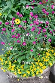 plant container with gomphrena globosa
